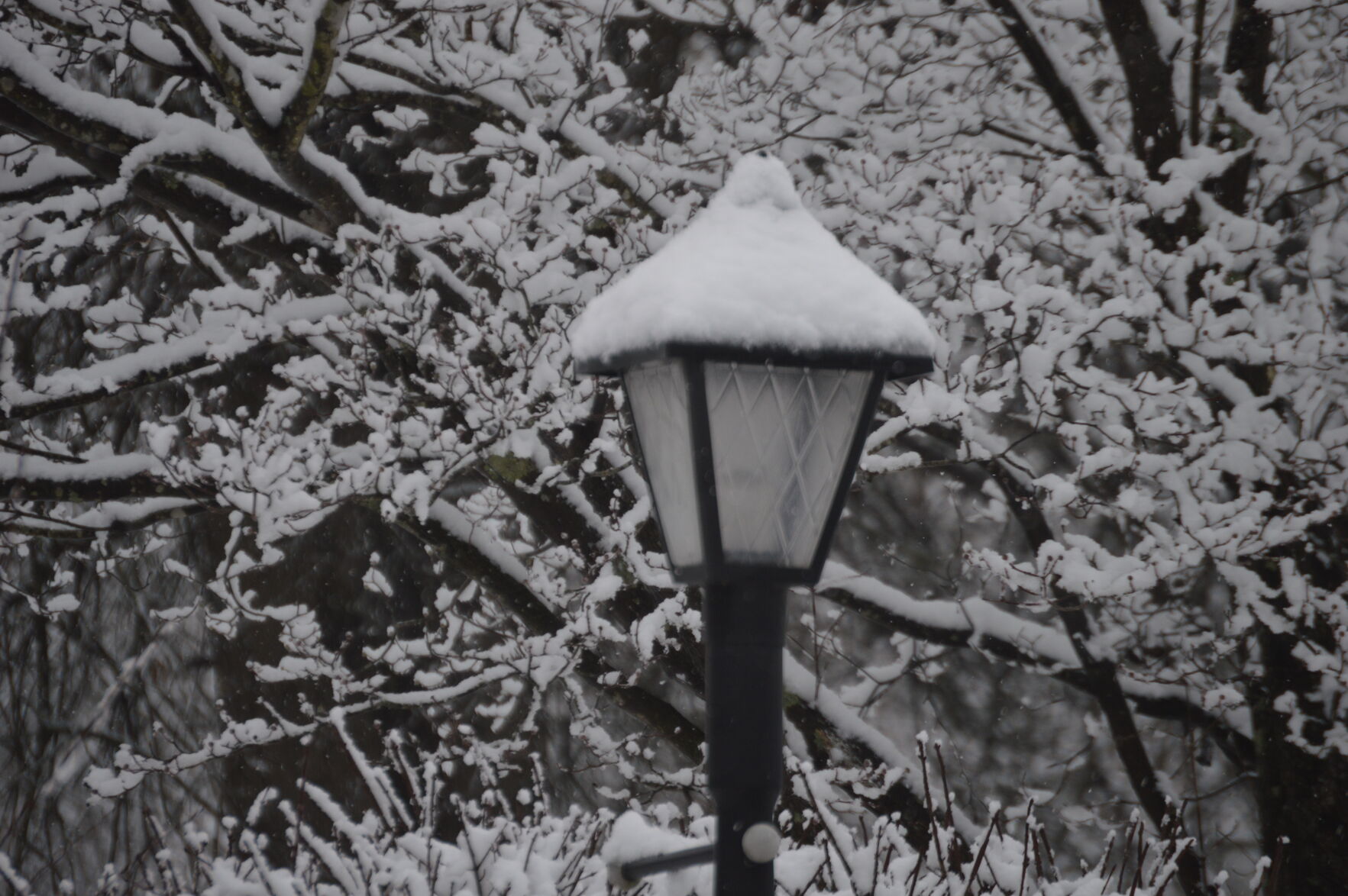 Snow day 11.JPG
